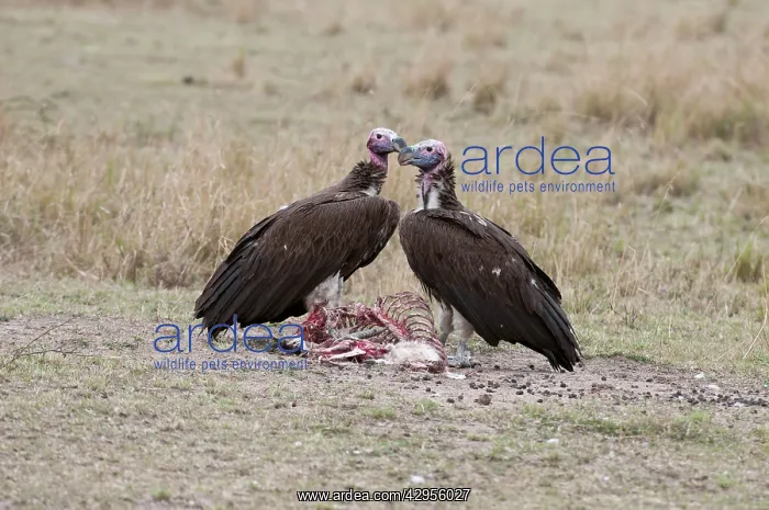  : Lappet-faced  /  Nubian Vulture - pair on ground