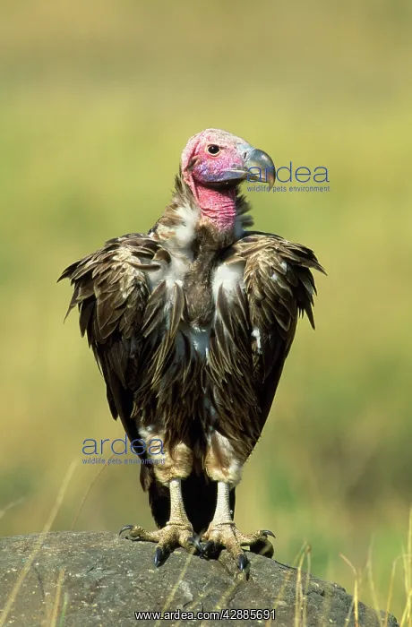  : Lappet-faced  /  Nubian Vulture - on rock