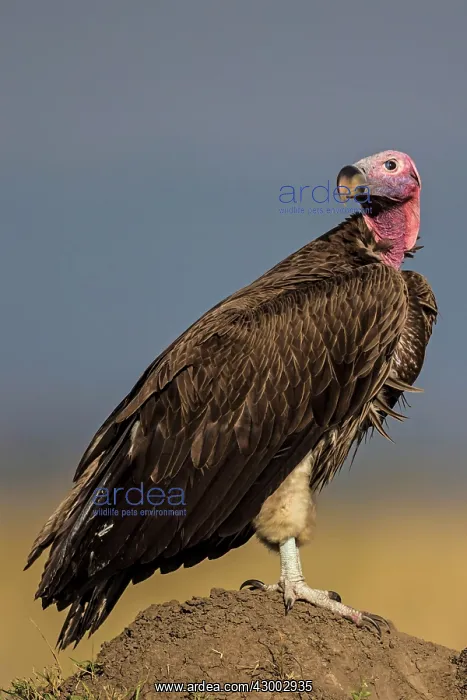 : Lappet-faced / Nubian Vulture on termite mound : Lappet-faced / Nubian Vulture on termite mound