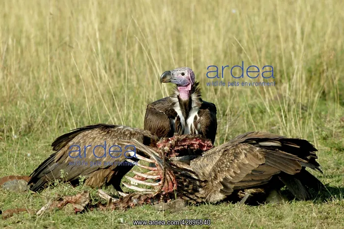  : Lappet-faced  /  Nubian Vultures - Feeding on carcass