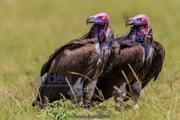: Lappet-faced / Nubian Vultures on the ground : Lappet-faced / Nubian Vultures on the ground