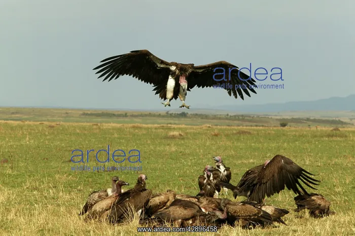 : Lappet-faced / Nubian Vultures - Vulture landing near group : Lappet-faced / Nubian Vultures - Vulture landing near group