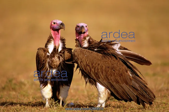  : Lappet-faced Vulture
