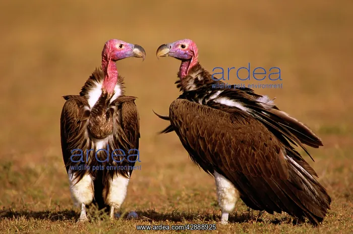  : Lappet-faced Vulture