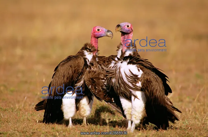  : Lappet-faced Vulture
