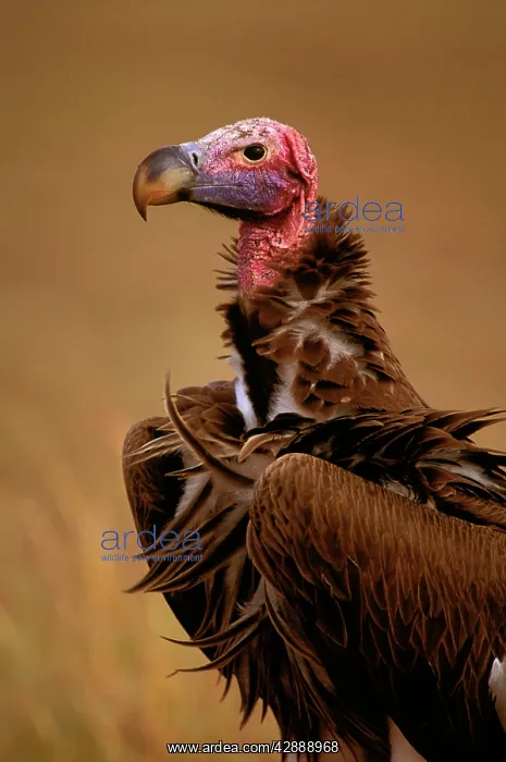  : Lappet-faced Vulture