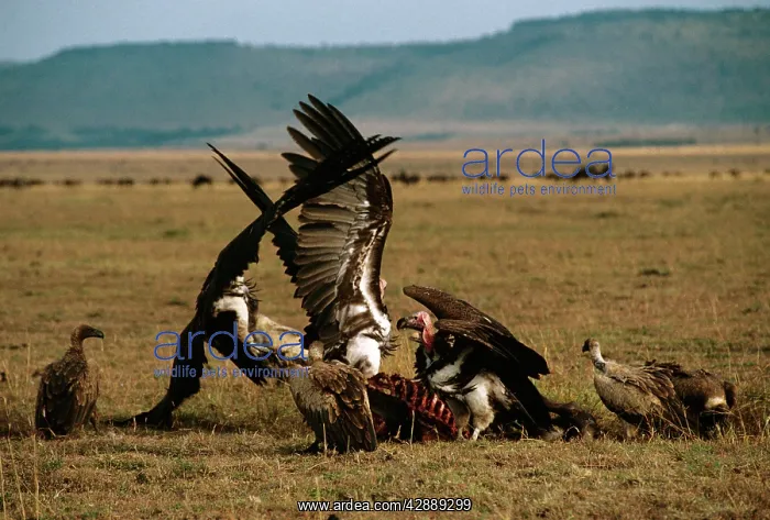  : Lappet-faced Vulture
