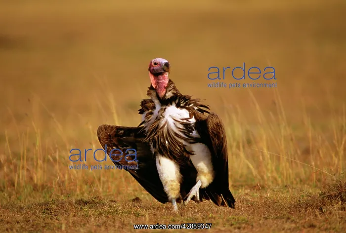 : Lappet-faced Vulture