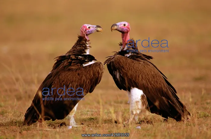  : Lappet-faced Vulture