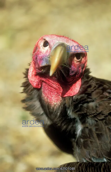 : Lappet-faced Vulture : Lappet-faced Vulture