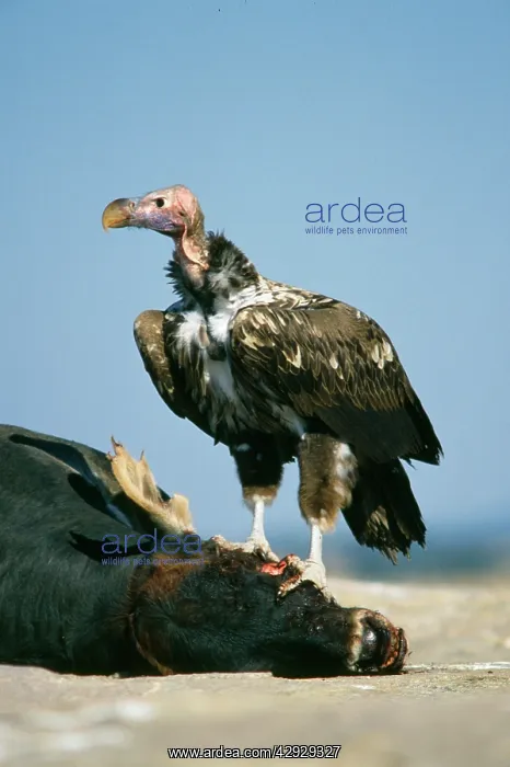 : Lappet-faced Vulture : Lappet-faced Vulture