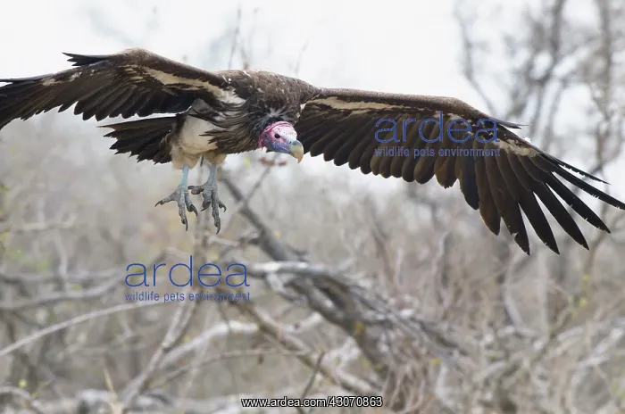 : Lappet-faced Vulture : Lappet-faced Vulture