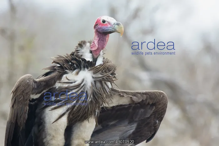 : Lappet-faced Vulture : Lappet-faced Vulture