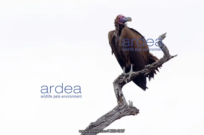 : Lappet-faced Vulture : Lappet-faced Vulture