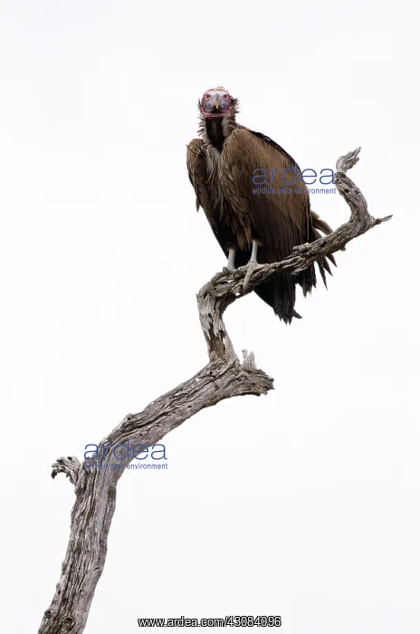 : Lappet-faced Vulture : Lappet-faced Vulture