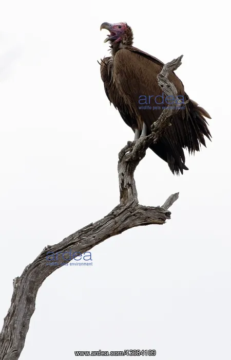 : Lappet-faced Vulture : Lappet-faced Vulture