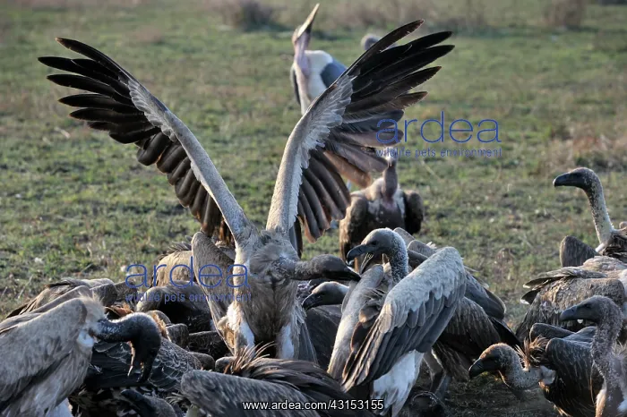 : Lappet-faced Vulture : Lappet-faced Vulture