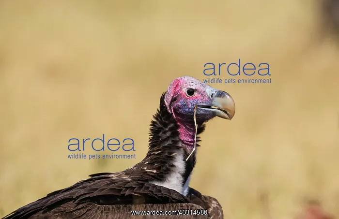 : Lappet-faced Vulture : Lappet-faced Vulture