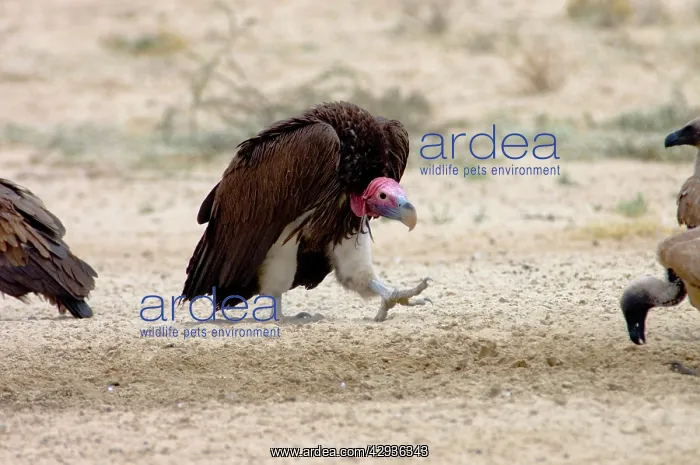 : Lappet-faced Vulture - Adult approaching others : Lappet-faced Vulture - Adult approaching others