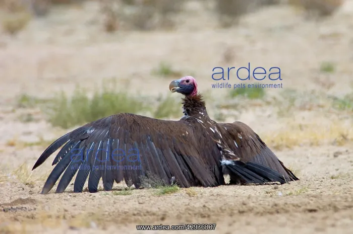 : Lappet-faced Vulture - Adult basking with spread wings : Lappet-faced Vulture - Adult basking with spread wings