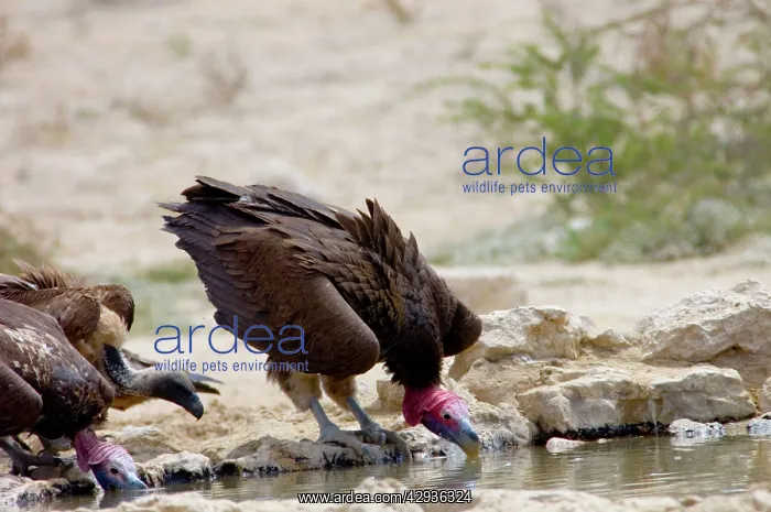 : Lappet-faced Vulture - Adult drinking : Lappet-faced Vulture - Adult drinking