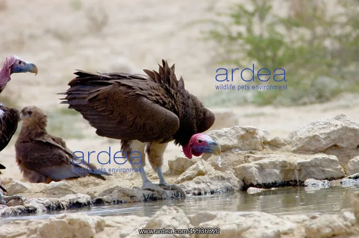 : Lappet-faced Vulture - Adult drinking. Threatened : Lappet-faced Vulture - Adult drinking. Threatened