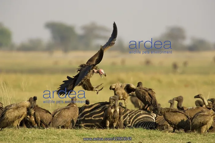 : Lappet-faced Vulture - Aggressive approach to a : Lappet-faced Vulture - Aggressive approach to a