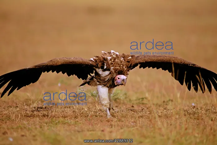  : Lappet-faced Vulture - aggressive stance on ground
