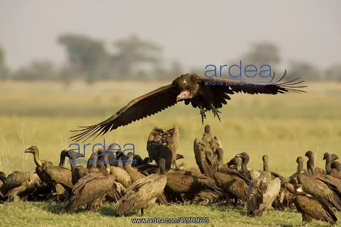 : Lappet-faced Vulture - Arriving at the carcass : Lappet-faced Vulture - Arriving at the carcass