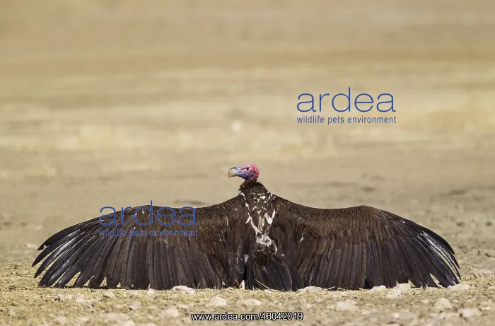: Lappet-faced Vulture - basking with open wings - : Lappet-faced Vulture - basking with open wings -