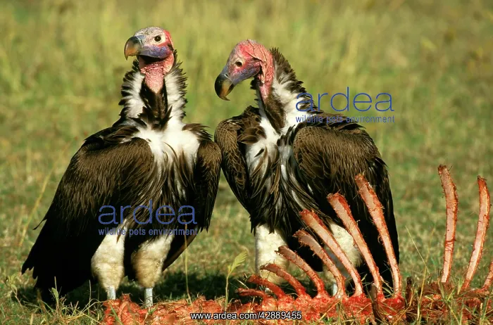  : Lappet-faced Vulture - with carcass