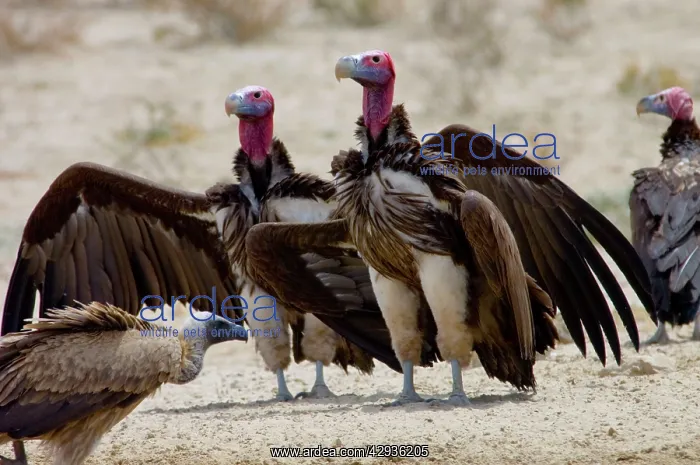 : Lappet-faced Vulture - Courting pair. Threatened : Lappet-faced Vulture - Courting pair. Threatened