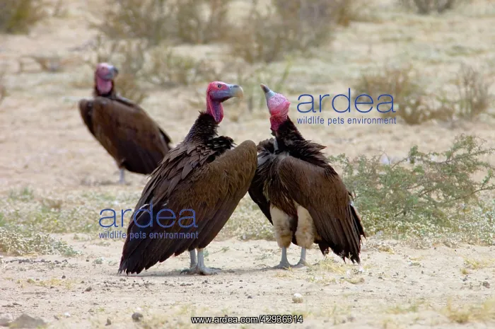 : Lappet-faced Vulture - Courting pair. Threatened : Lappet-faced Vulture - Courting pair. Threatened