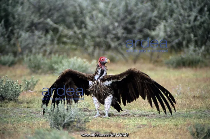 : Lappet-faced Vulture, Etosha, Namibia : Lappet-faced Vulture, Etosha, Namibia