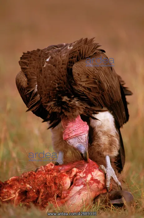 : Lappet-faced Vulture - feeding on carrion