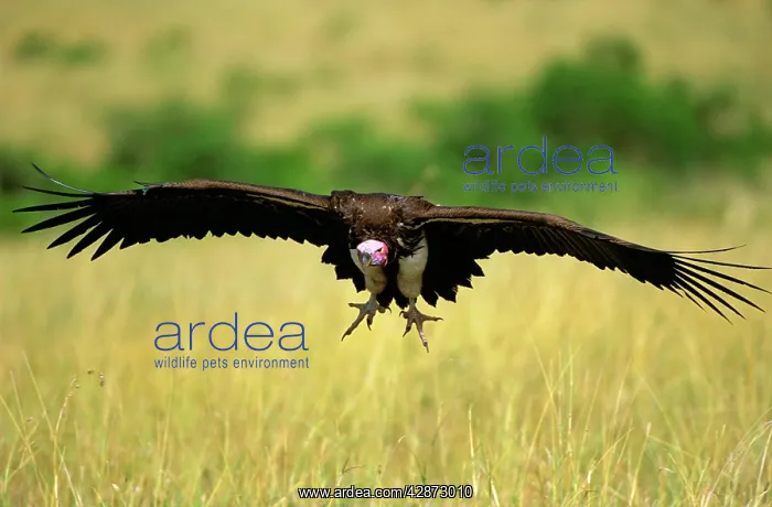  : Lappet-faced Vulture - in flight