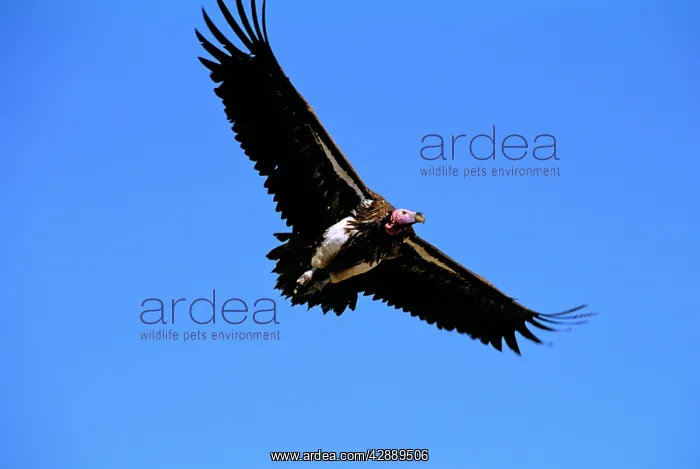  : Lappet-faced Vulture - in flight