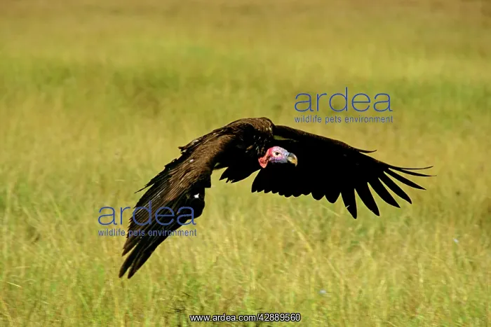  : Lappet-faced Vulture - in flight