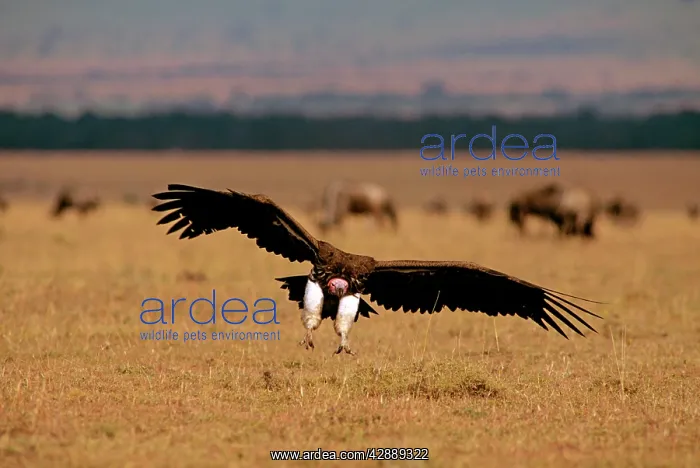  : Lappet-faced Vulture - in flight landing