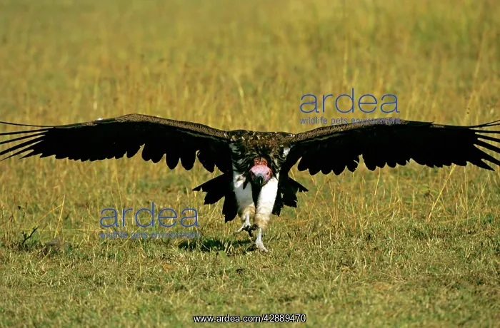  : Lappet-faced Vulture - in flight landing