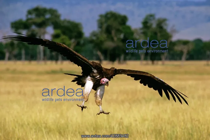  : Lappet-faced Vulture - in flight landing