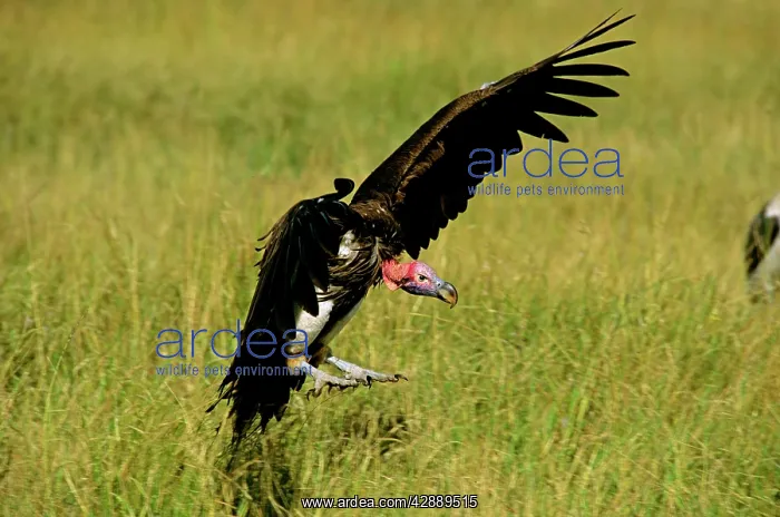  : Lappet-faced Vulture - in flight landing