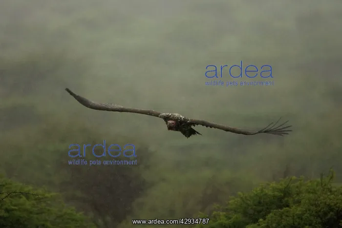: Lappet-Faced Vulture - Flying in the rain : Lappet-Faced Vulture - Flying in the rain