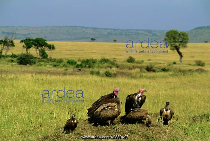  : Lappet-faced Vulture - group on ground
