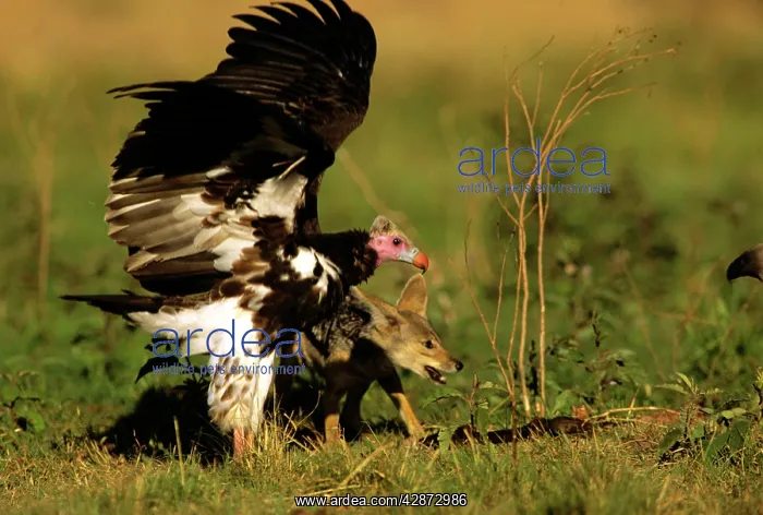  : Lappet-faced Vulture - and Jackal scavanging