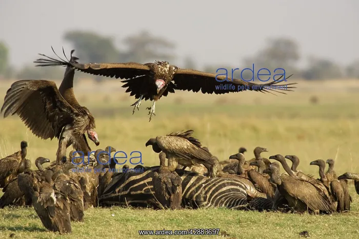 : Lappet-faced Vulture - The two large Lappet-faced : Lappet-faced Vulture - The two large Lappet-faced