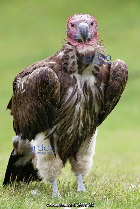 : Lappet-faced vulture or Nubian Vulture : Lappet-faced vulture or Nubian Vulture