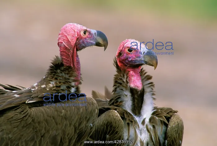  : Lappet-faced Vulture - pair