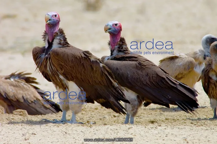 : Lappet-faced Vulture - Pair of adults at waterhole : Lappet-faced Vulture - Pair of adults at waterhole