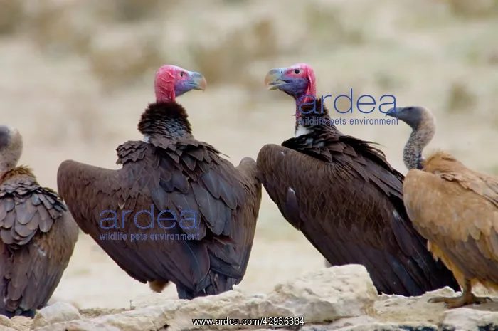 : Lappet-faced Vulture - Pair of adults at waterhole : Lappet-faced Vulture - Pair of adults at waterhole